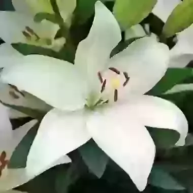 Bright Diamond